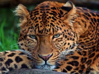 Обои леопард, хищник, дикая кошка, leopard, predator, wild cat разрешение 2048x1469 Загрузить