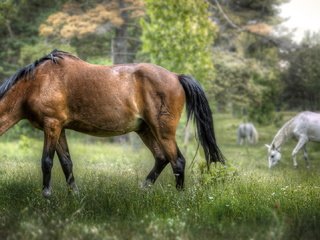 Обои трава, деревья, природа, фон, лошади, кони, grass, trees, nature, background, horse, horses разрешение 2035x1080 Загрузить