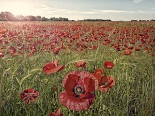 Обои цветы, трава, поле, красные, маки, flowers, grass, field, red, maki разрешение 2048x1365 Загрузить