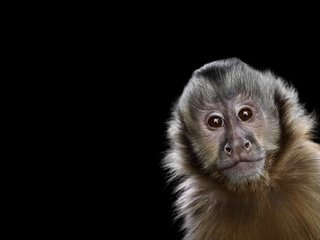 Обои фон, мордочка, взгляд, черный фон, обезьяна, capuchin monkey, капуцин, background, muzzle, look, black background, monkey разрешение 1920x1288 Загрузить