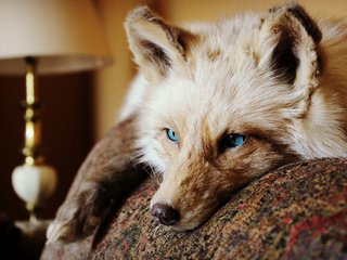 Обои глаза, взгляд, лежит, лиса, животное, уши. шерсть, eyes, look, lies, fox, animal, ears. wool разрешение 2800x1867 Загрузить