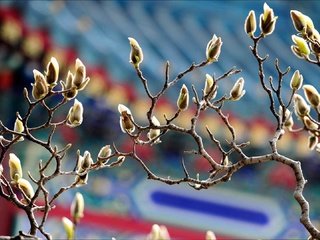 Обои ветки, весна, магнолия, branches, spring, magnolia разрешение 1920x1080 Загрузить