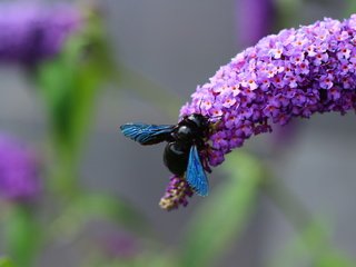 Обои цветы, черная, муха, flowers, black, fly разрешение 1920x1280 Загрузить