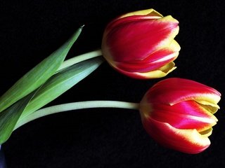 Обои бутоны, макро, тюльпаны, buds, macro, tulips разрешение 3000x1838 Загрузить