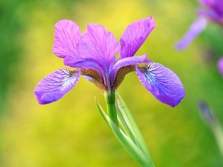 Обои макро, лепестки, фиолетовый, красота, ирис, macro, petals, purple, beauty, iris разрешение 2048x1360 Загрузить
