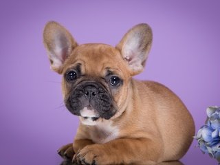 Обои мордочка, взгляд, щенок, гортензия, французский бульдог, muzzle, look, puppy, hydrangea, french bulldog разрешение 3000x1899 Загрузить