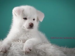 Обои пушистый, белый, щенок, песик, милый, японская акита, fluffy, white, puppy, doggie, cute, japanese akita разрешение 3200x1989 Загрузить