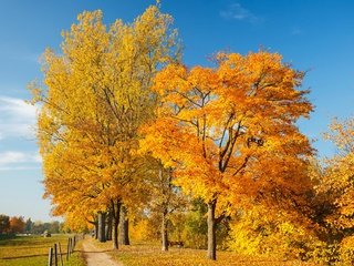 Обои небо, деревья, пейзаж, осень, autumn trees, the sky, trees, landscape, autumn разрешение 2880x2071 Загрузить
