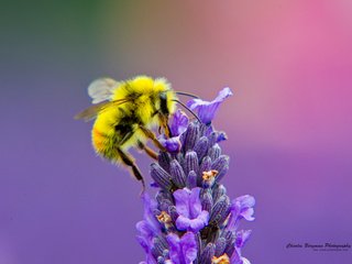 Обои насекомое, цветок, лаванда, пчела, нектар, insect, flower, lavender, bee, nectar разрешение 1920x1200 Загрузить