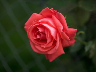 Обои макро, роза, бутон, алая роза, macro, rose, bud, scarlet rose разрешение 4592x3280 Загрузить