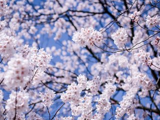 Обои небо, вишня, цветы, сакура, дерево, синее, цветение, мацумото, макро, префектура нагано, ветки, япония, размытость, the sky, cherry, flowers, sakura, tree, blue, flowering, matsumoto, macro, nagano prefecture, branches, japan, blur разрешение 2048x1356 Загрузить