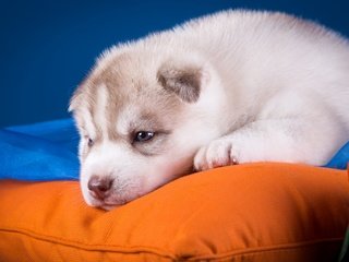 Обои собака, щенок, хаски, подушка, голубоглазый, dog, puppy, husky, pillow, blue-eyed разрешение 2880x1800 Загрузить