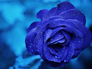 Обои макро, цветок, капли, роза, голубая, синяя, роз, macro, flower, drops, rose, blue, roses разрешение 4928x3264 Загрузить