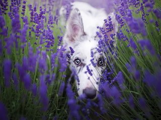 Обои цветы, лаванда, взгляд, собака, бордер-колли, cirilla, alicja zmysłowska, flowers, lavender, look, dog, the border collie разрешение 1920x1280 Загрузить