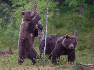 Обои лес, медведь, медведи, бурый, forest, bear, bears, brown разрешение 1920x1223 Загрузить
