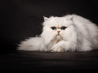 Обои кошка, темный фон, белая, персидская, cat, the dark background, white, persian разрешение 2048x1152 Загрузить