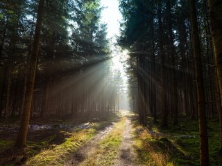 Обои дорога, деревья, лес, солнечный свет, road, trees, forest, sunlight разрешение 2048x1365 Загрузить