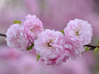 Обои ветка, макро, розовый, сакура, branch, macro, pink, sakura разрешение 2048x1360 Загрузить