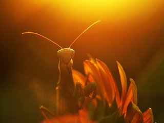 Обои солнце, макро, насекомое, лучи, цветок, растение, богомол, the sun, macro, insect, rays, flower, plant, mantis разрешение 1928x1277 Загрузить