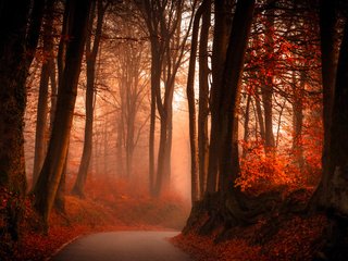 Обои дорога, лес, туман, осень, road, forest, fog, autumn разрешение 6850x3562 Загрузить