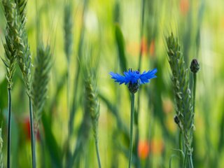 Обои трава, макро, синий, цветок, поле, размытость, колоски, василек, grass, macro, blue, flower, field, blur, spikelets, cornflower разрешение 2048x1365 Загрузить