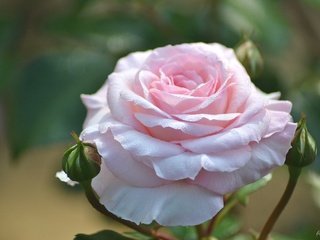 Обои бутоны, макро, роза, розовый, нежность, buds, macro, rose, pink, tenderness разрешение 2048x1365 Загрузить
