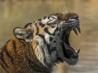 Обои тигр, морда, клыки, хищник, зубы, зверь, пасть, дикая кошка, tiger, face, fangs, predator, teeth, beast, mouth, wild cat разрешение 4429x3505 Загрузить