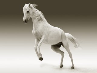 Обои лошадь, фон, животное, конь, грива, белая лошадь, horse, background, animal, mane, white horse разрешение 2880x1800 Загрузить