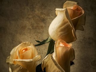 Обои бутоны, розы, лепестки, букет, buds, roses, petals, bouquet разрешение 2560x1769 Загрузить