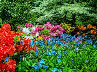 Обои природа, канада, сады бутчартов, рододендрон, сады, nature, canada, butchart gardens, rhododendron, gardens разрешение 2560x1600 Загрузить