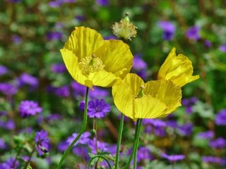 Обои маки, весна, весенние, желтые цветы, poppies, yellow poppies, maki, spring, yellow flowers разрешение 3648x2432 Загрузить