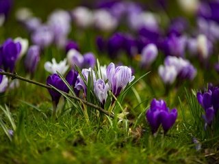 Обои цветы, трава, весна, крокусы, flowers, grass, spring, crocuses разрешение 1920x1280 Загрузить