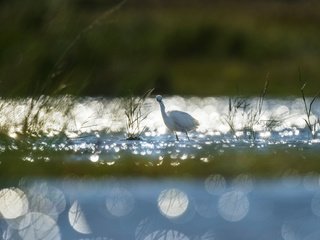 Обои трава, озеро, рассвет, птица, животное, холодно, лебедь, ray hennessy, grass, lake, dawn, bird, animal, cold, swan разрешение 4524x3011 Загрузить