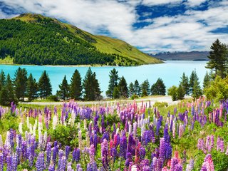 Обои небо, цветы, облака, река, горы, лес, люпины, the sky, flowers, clouds, river, mountains, forest, lupins разрешение 1920x1200 Загрузить