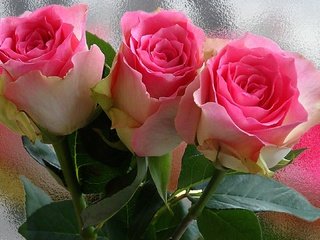 Обои цветы, роса, капли, розы, роза, бутон, букет, flowers, rosa, drops, roses, rose, bud, bouquet разрешение 1920x1080 Загрузить