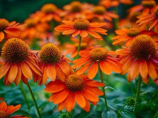 Обои цветы, поле, лепестки, стебель, эхинацея, flowers, field, petals, stem, echinacea разрешение 2048x1358 Загрузить