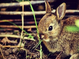 Обои трава, кролик, кролики, grass, rabbit, rabbits разрешение 2000x1330 Загрузить