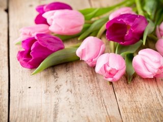 Обои цветы, весна, тюльпаны, розовые, фиолетовые, flowers, spring, tulips, pink, purple разрешение 5209x3473 Загрузить