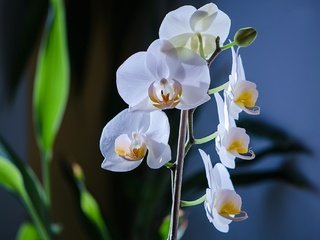 Обои цветы, макро, фон, белые, орхидея, фаленопсис, фалинопсис, flowers, macro, background, white, orchid, phalaenopsis, falinopsis разрешение 2048x1356 Загрузить