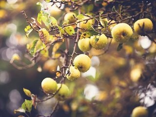 Обои природа, фон, ветки, капли, фрукты, яблоки, плоды, nature, background, branches, drops, fruit, apples разрешение 1920x1279 Загрузить