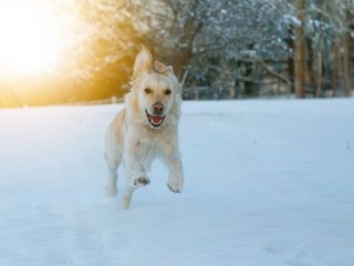 Обои глаза, морда, снег, зима, взгляд, собака, бег, eyes, face, snow, winter, look, dog, running разрешение 3840x2560 Загрузить