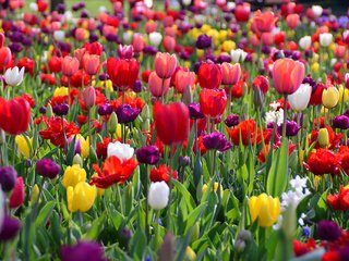 Обои цветы, весна, тюльпаны, flowers, spring, tulips разрешение 2048x1362 Загрузить