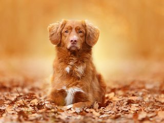 Обои глаза, морда, листья, взгляд, осень, собаки, ретривер, eyes, face, leaves, look, autumn, dogs, retriever разрешение 2048x1365 Загрузить