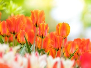 Обои цветы, бутоны, весна, тюльпаны, боке, flowers, buds, spring, tulips, bokeh разрешение 2048x1152 Загрузить