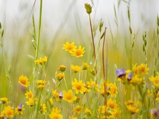 Обои цветы, трава, луг, полевые цветы, боке, flowers, grass, meadow, wildflowers, bokeh разрешение 2048x1362 Загрузить