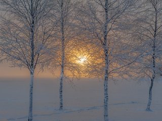 Обои деревья, солнце, снег, природа, зима, иней, trees, the sun, snow, nature, winter, frost разрешение 2048x1363 Загрузить