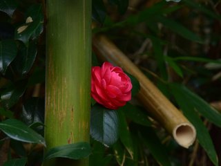 Обои листья, цветок, бутон, камелия, leaves, flower, bud, camellia разрешение 2048x1365 Загрузить