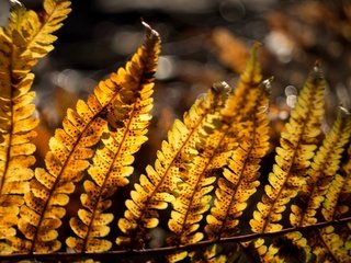 Обои ветка, природа, листья, осень, branch, nature, leaves, autumn разрешение 1920x1440 Загрузить