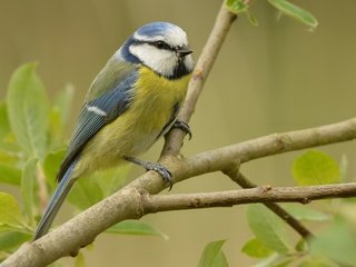 Обои ветка, природа, птица, синица, лазоревка, branch, nature, bird, tit, blue tit разрешение 2048x1372 Загрузить