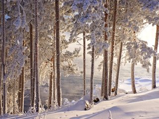 Обои деревья, вода, снег, зима, стволы, иней, красота, сугробы, trees, water, snow, winter, trunks, frost, beauty, the snow разрешение 2400x1595 Загрузить